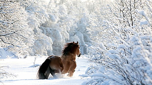 brown horse, winter, snow