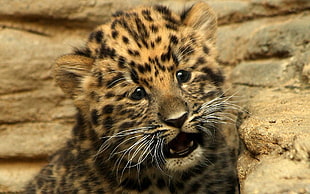 leopard puf