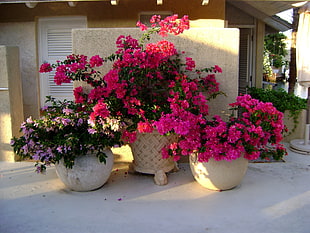 purple and pink Bougainvillea plant on white pot during daytime HD wallpaper