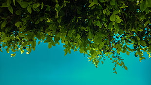 green leafed plants, green, leaves, blue, nature