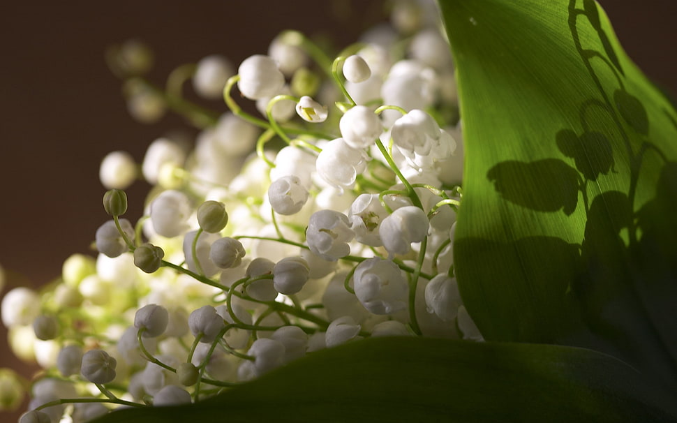 close-up photo of white petal flower buds HD wallpaper