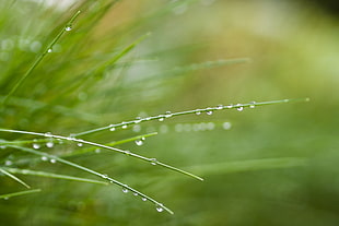 close up photography of water droplets on green grass