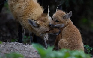 two brown foxes, fox, baby animals