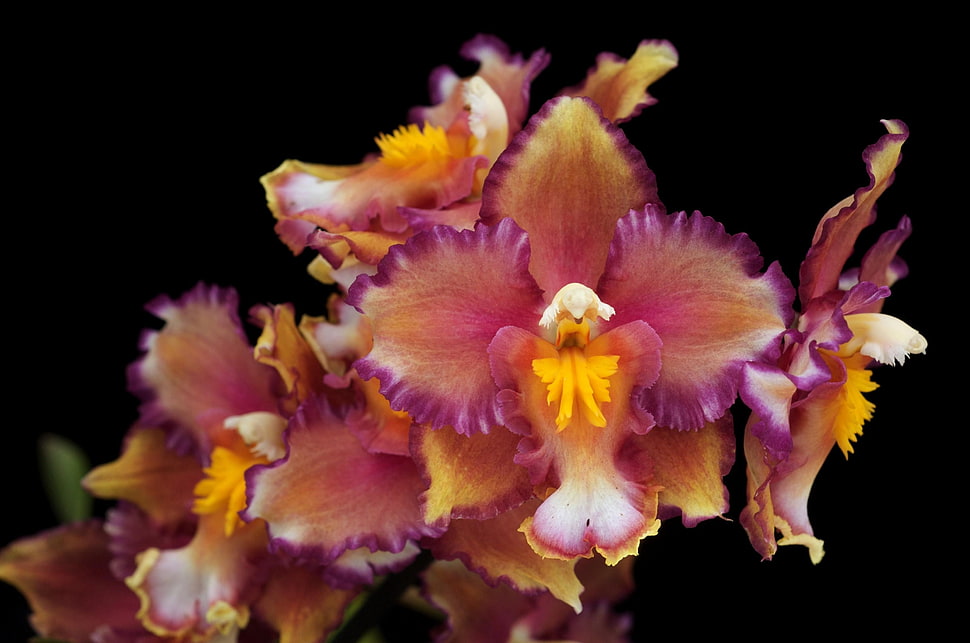 close up photo of red-and-yellow Boat Orchid flowers HD wallpaper