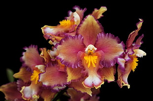 close up photo of red-and-yellow Boat Orchid flowers