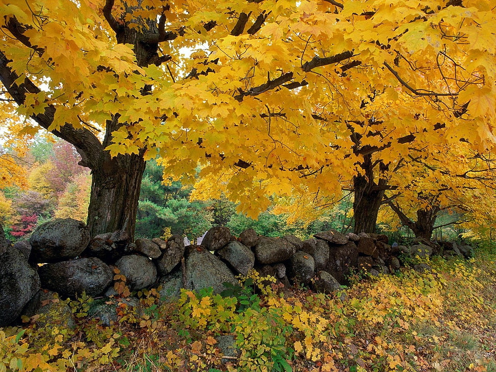 photography of fall climate HD wallpaper