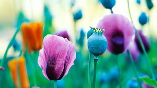 two green and purple flower, flowers, poppies