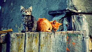 orange and brown tabby cats, kittens, cat, wood, animals