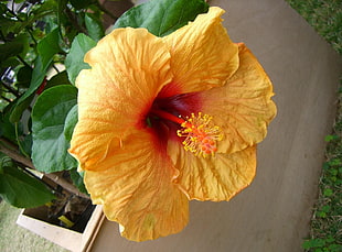 selective focus photography of hibiscus