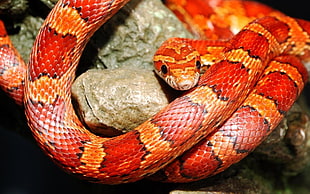 close up photo of red and orange snake