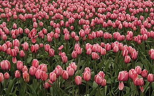 bed of pink tulips flowers