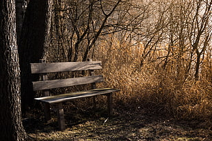 brown wooden bench chair near two brown trees