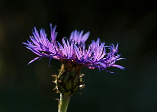 photography of purple flower, centaurea