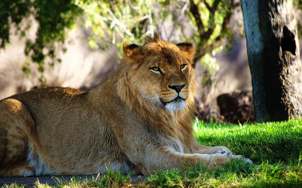 lion lying on green grass during daytime photo HD wallpaper