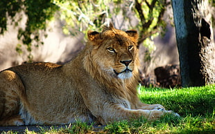 lion lying on green grass during daytime photo