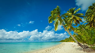 green and gray coconut tree, nature, landscape, beach, sea