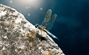 blue dragonfly on brown rock closeup photography