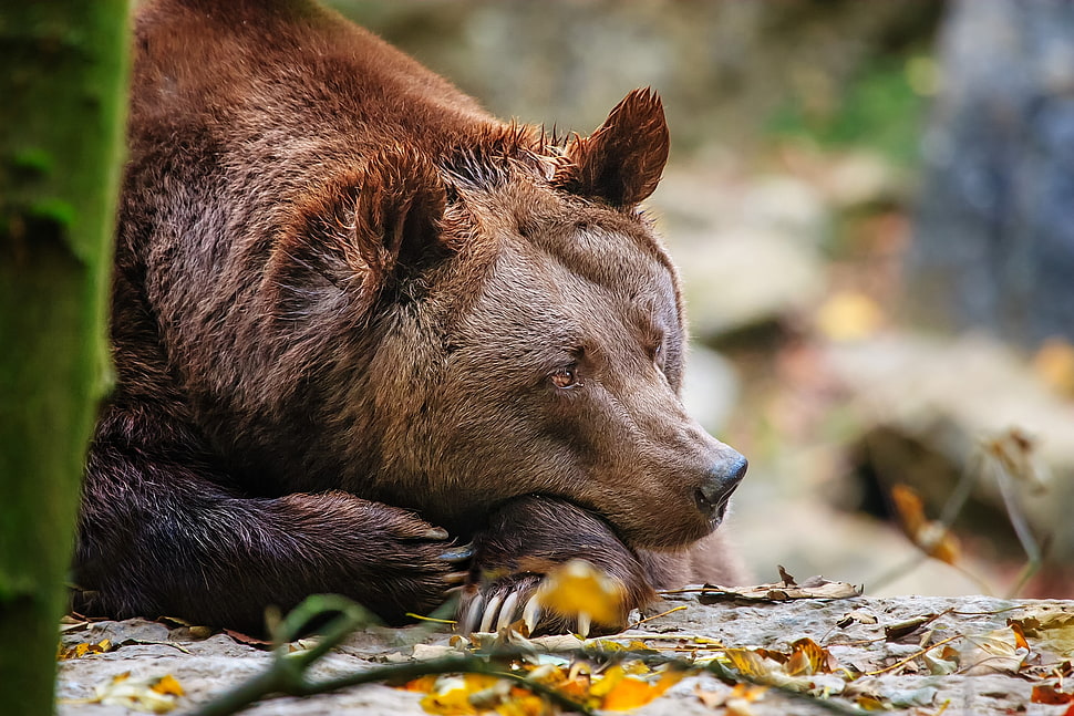 brown bear HD wallpaper