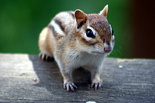 brown and white squerelle in wooden surface, chipmunk