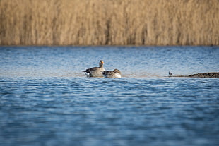 two gray ducks, Geese, Pond, Birds