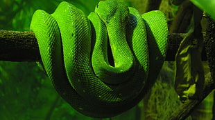 green viper snake on tree