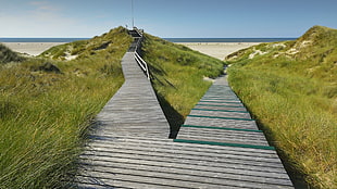 green grass, landscape, beach, Germany, walkway HD wallpaper