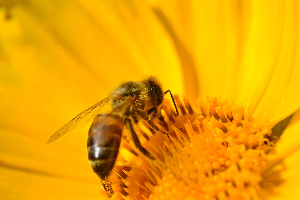 Honey Bee on yellow flower closeup photo HD wallpaper