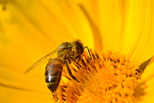 Honey Bee on yellow flower closeup photo
