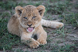 brown lion cub, Lion cub, Muzzle, Protruding tongue