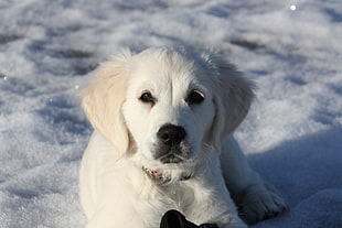 cream golden retriever puppy