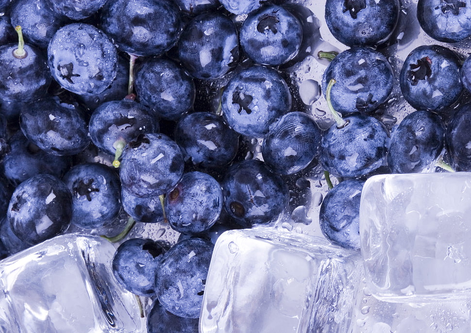 blue Burberry fruits HD wallpaper