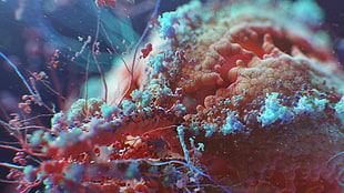 white and red corals, digital art, colorful, macro, HIV