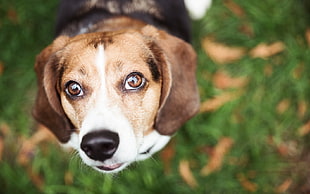 close up photography of tricolor Beagle HD wallpaper