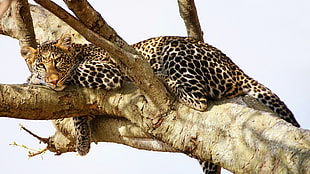 black and brown cheetah, nature, wildlife, jaguars, animals