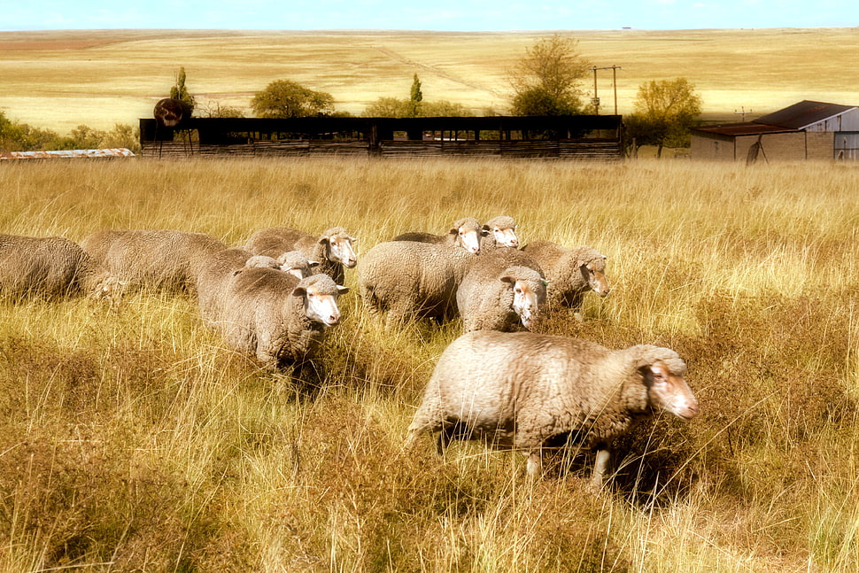 herd of sheep on grass HD wallpaper