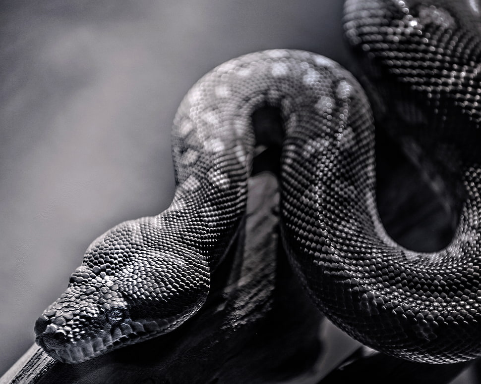 gray scale photo of snake HD wallpaper