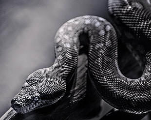 gray scale photo of snake HD wallpaper
