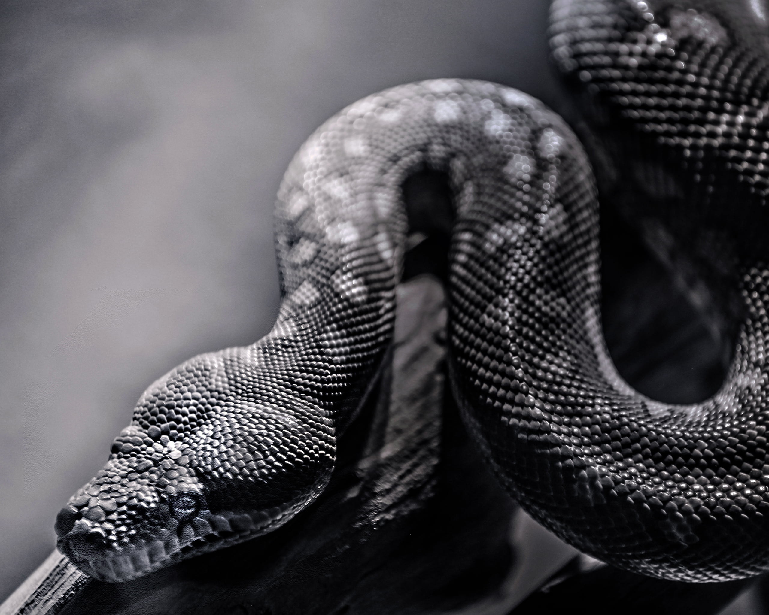 gray scale photo of snake