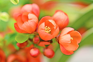 close up photo of orange petaled flowers, quince