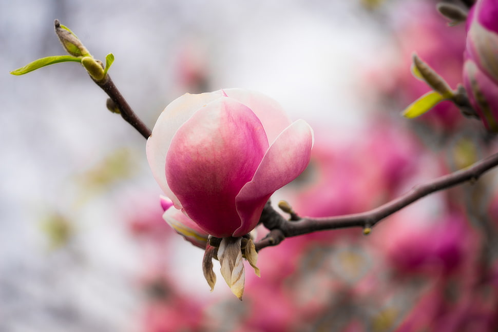 shallow photography of pink Magnolia HD wallpaper