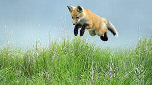 brown fox jump over green grass HD wallpaper