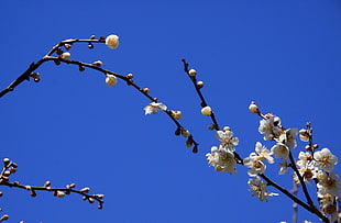white Japanese Stewartia flower in daytime HD wallpaper