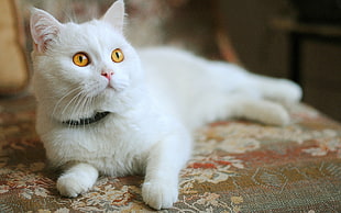 short-fur white cat on brown floral sofa