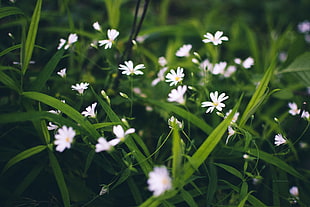 white clustered flower, white flowers HD wallpaper