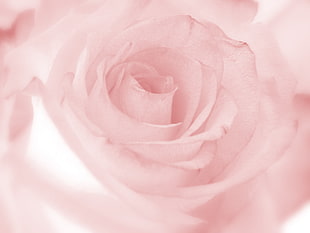 closeup photography of pink rose HD wallpaper