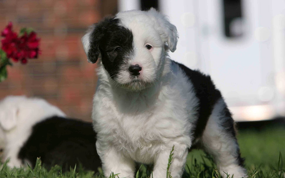 closeup photo of short-coated white and black puppy HD wallpaper