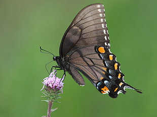 Spicebush swallowtail butterfly perched on pink flower