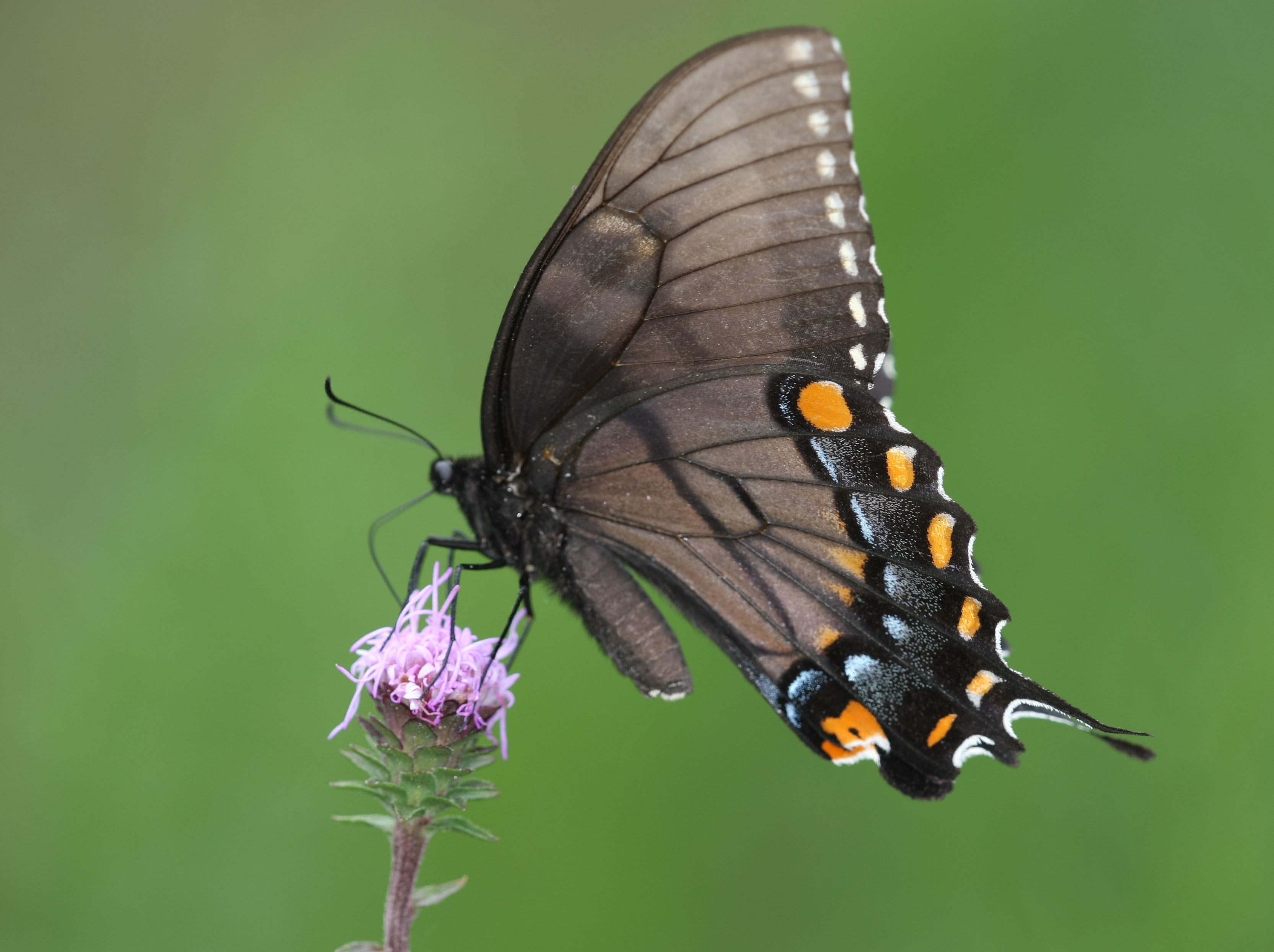 Spicebush swallowtail butterfly perched on pink flower