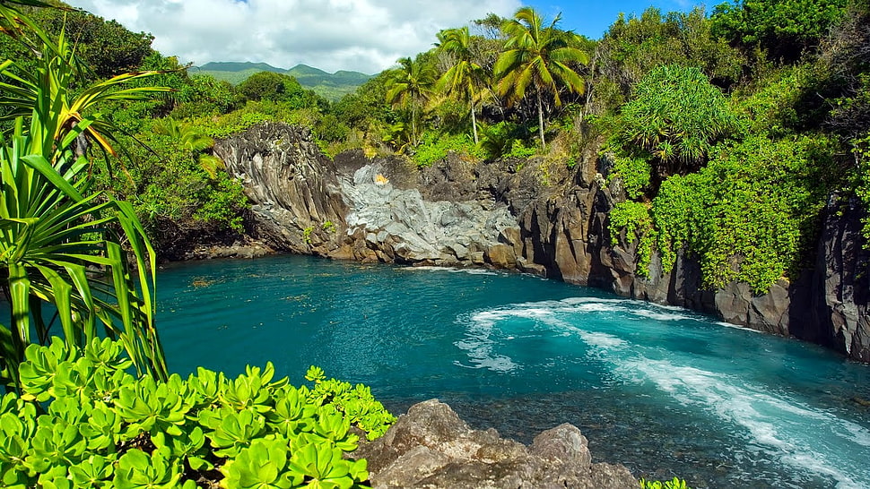 green leafed plant, beach, waterfall HD wallpaper