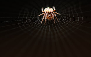 brown barn spider with web close up photography HD wallpaper